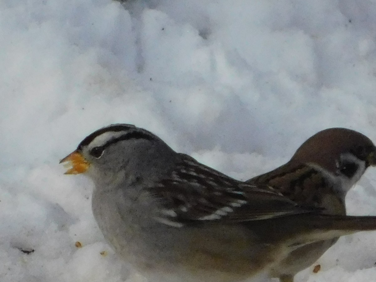 White-crowned Sparrow (Gambel's) - ML646878312