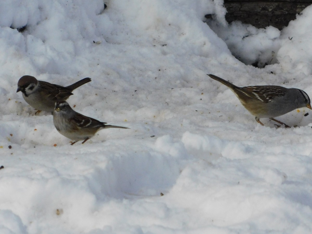 White-crowned Sparrow (Gambel's) - ML646878314