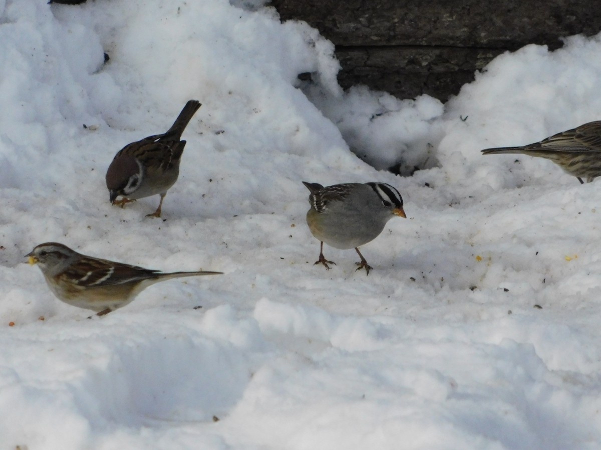 White-crowned Sparrow (Gambel's) - ML646878315