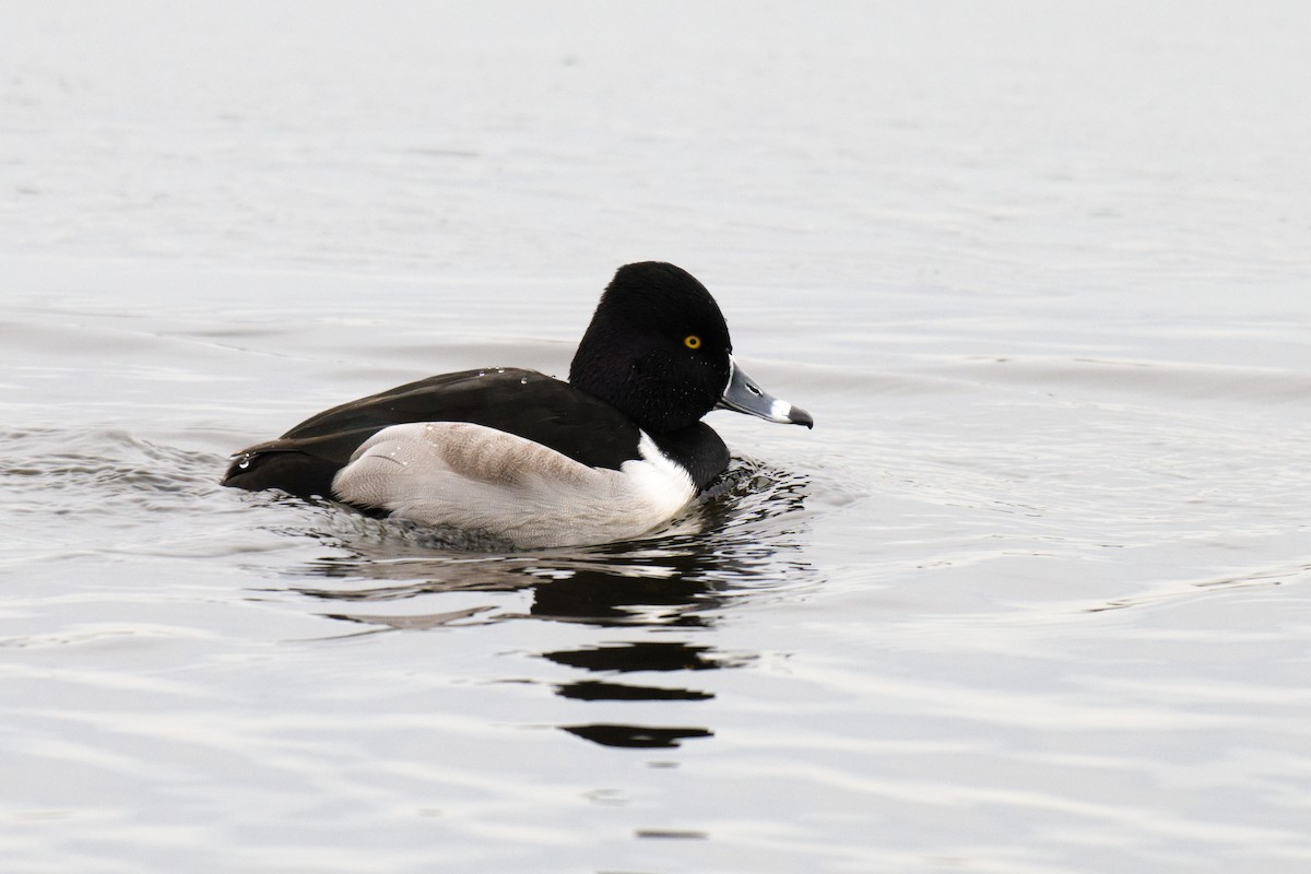 Ring-necked Duck - ML646878318