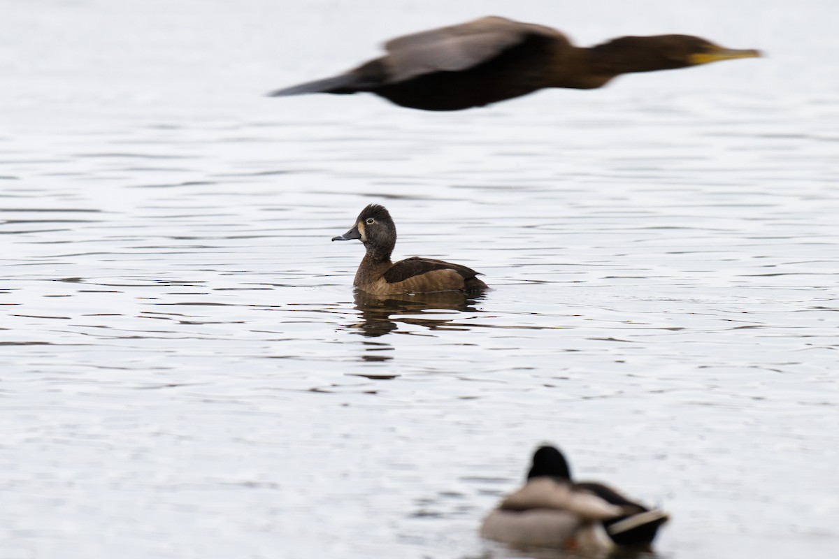 Ring-necked Duck - ML646878320