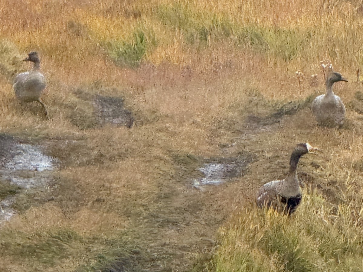 Greater White-fronted Goose - ML646878322