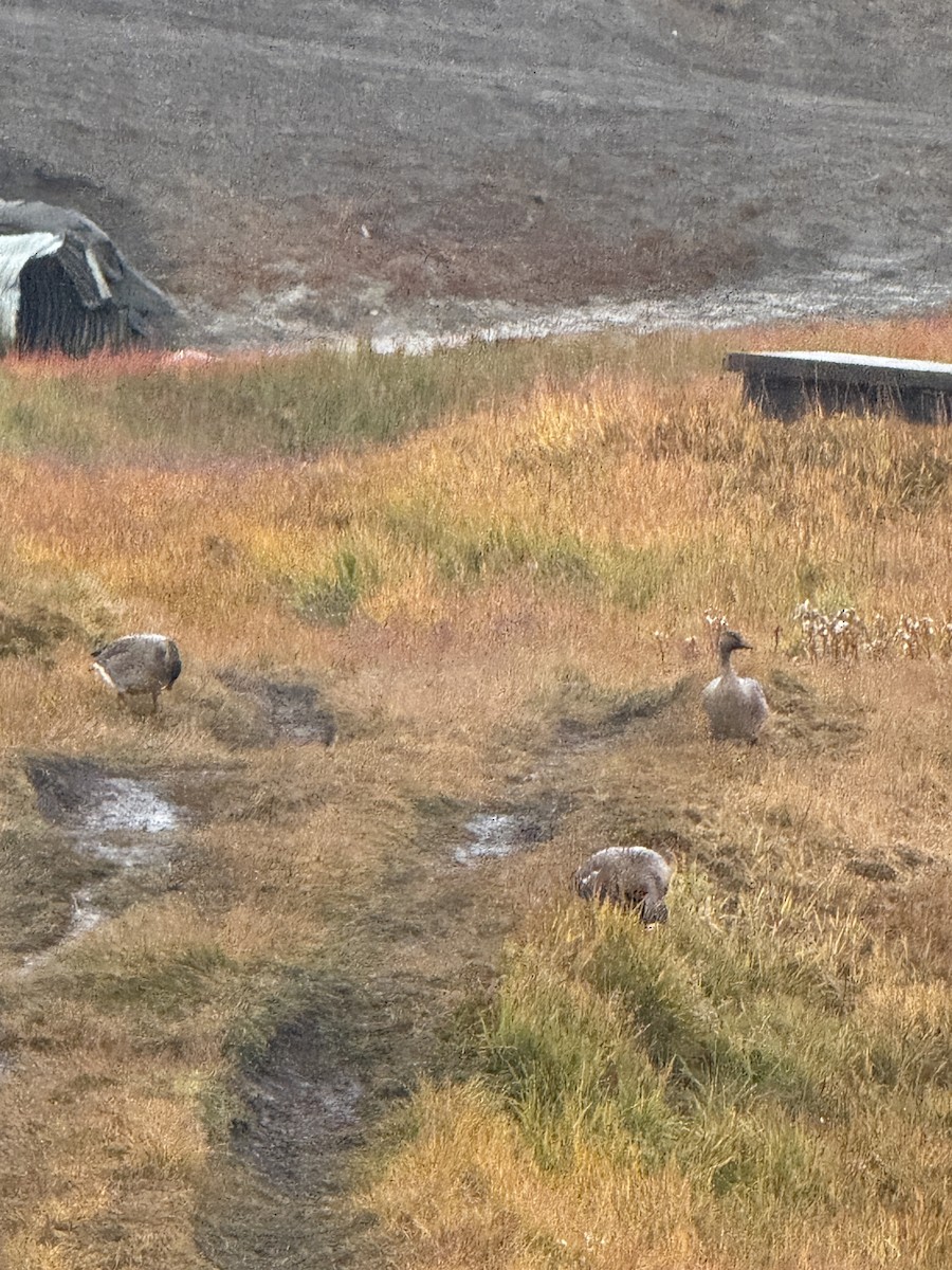 Greater White-fronted Goose - ML646878323