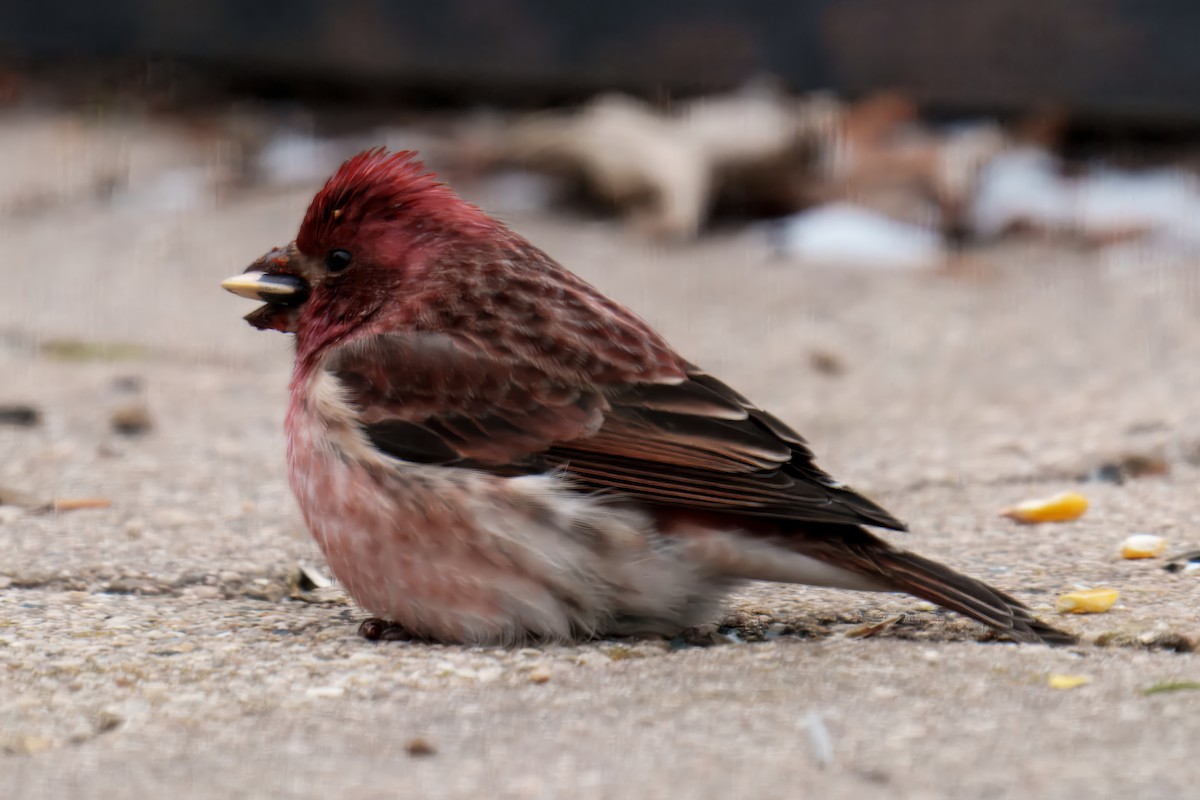 Purple Finch - ML646878328