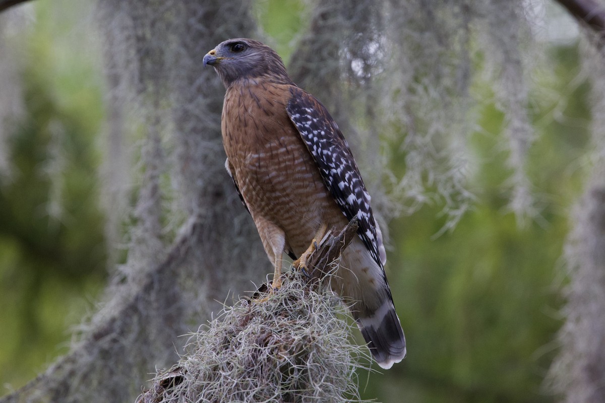 káně páskovaná - ML646878340