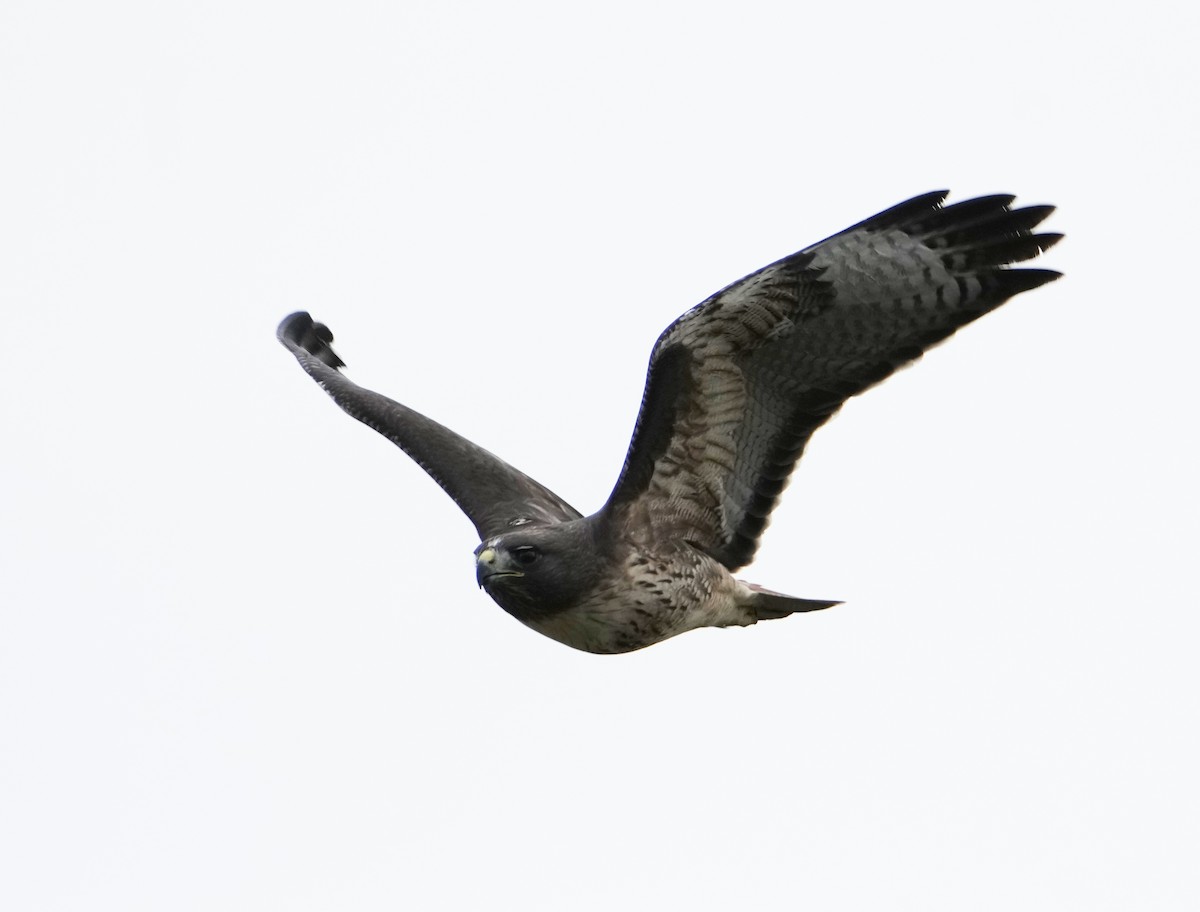 káně rudochvostá - ML646878342