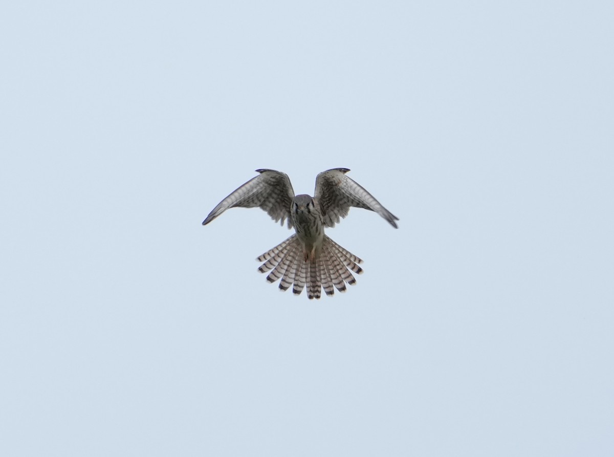 poštolka pestrá - ML646878343