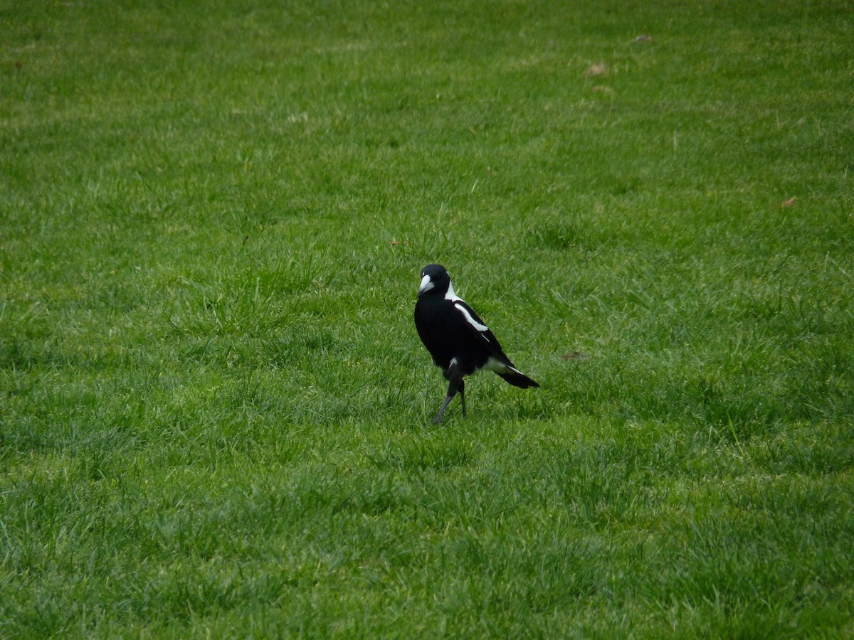 flétňák australský - ML646878344