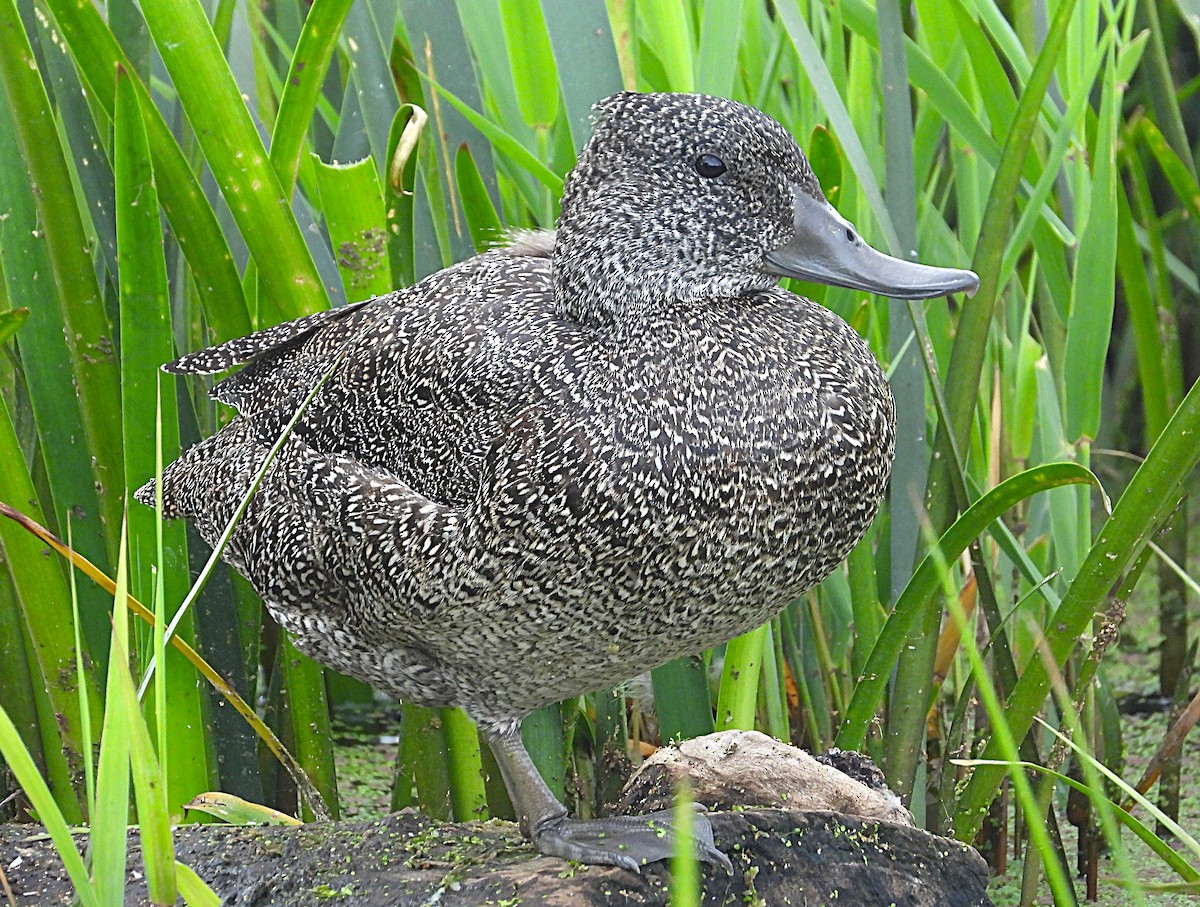 kachnovec vlnkovaný - ML646878346