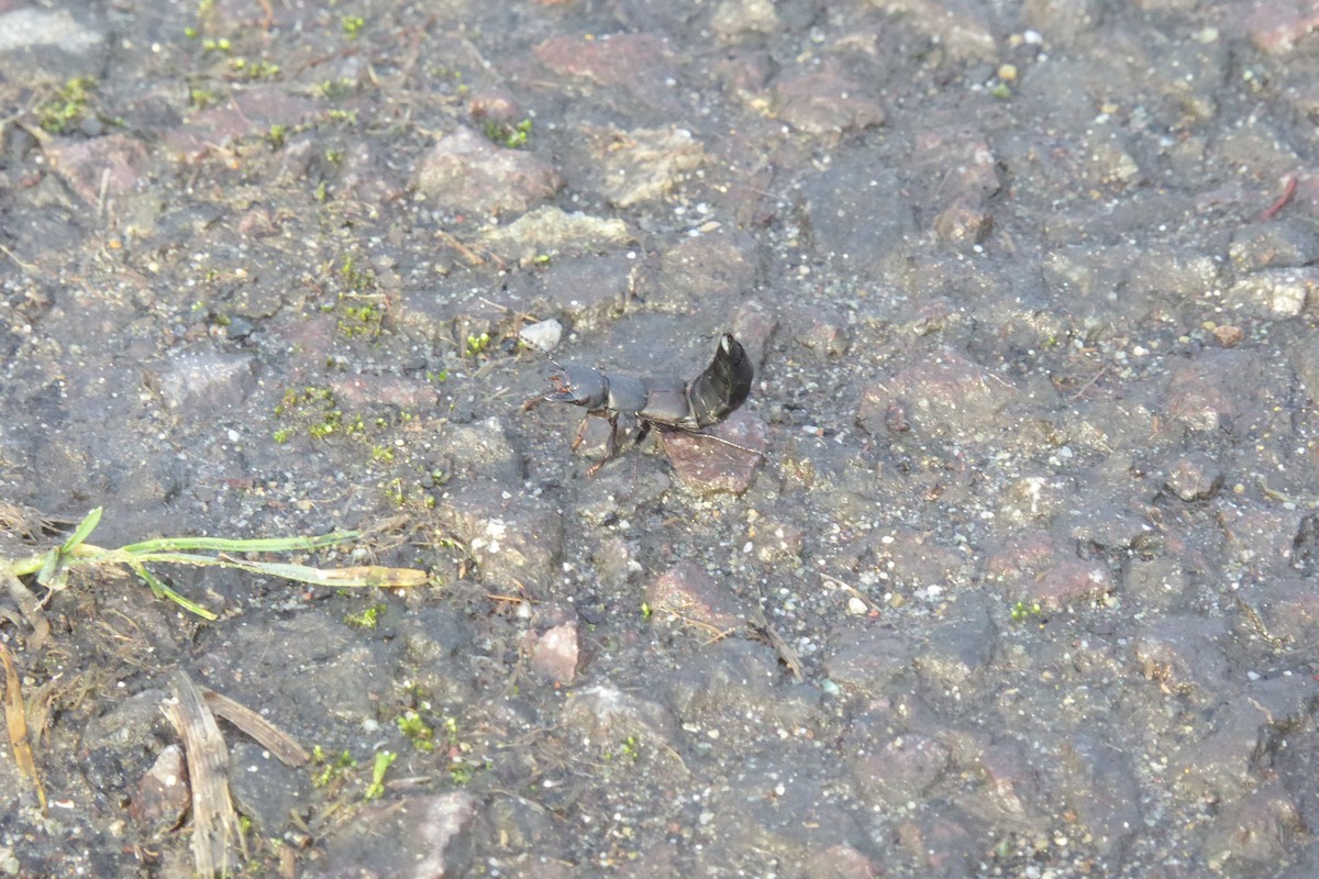 Schwarzer Moderkäfer - ML646878348