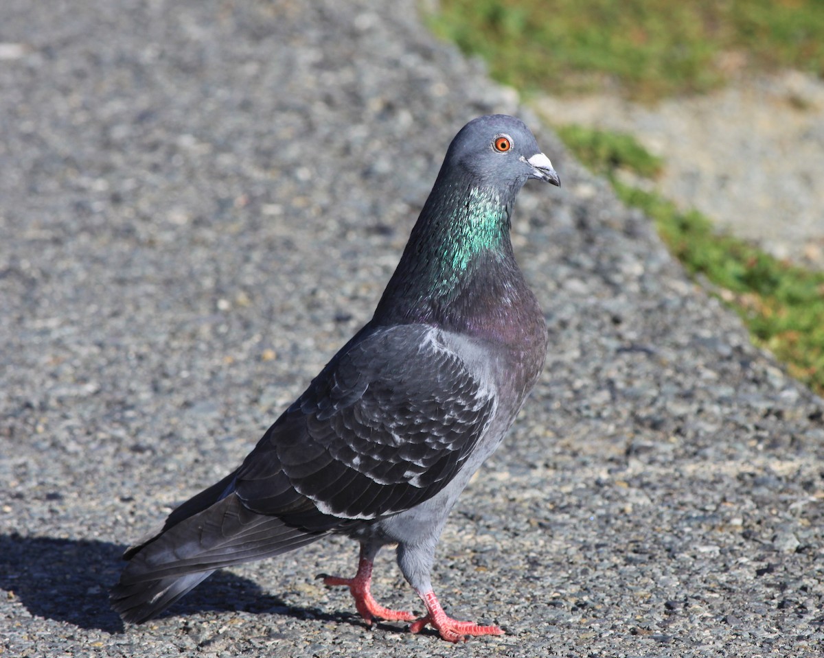 holub skalní (domácí) - ML646878349