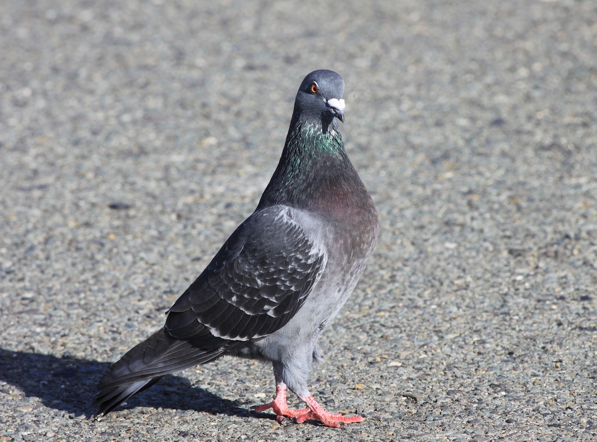 holub skalní (domácí) - ML646878351