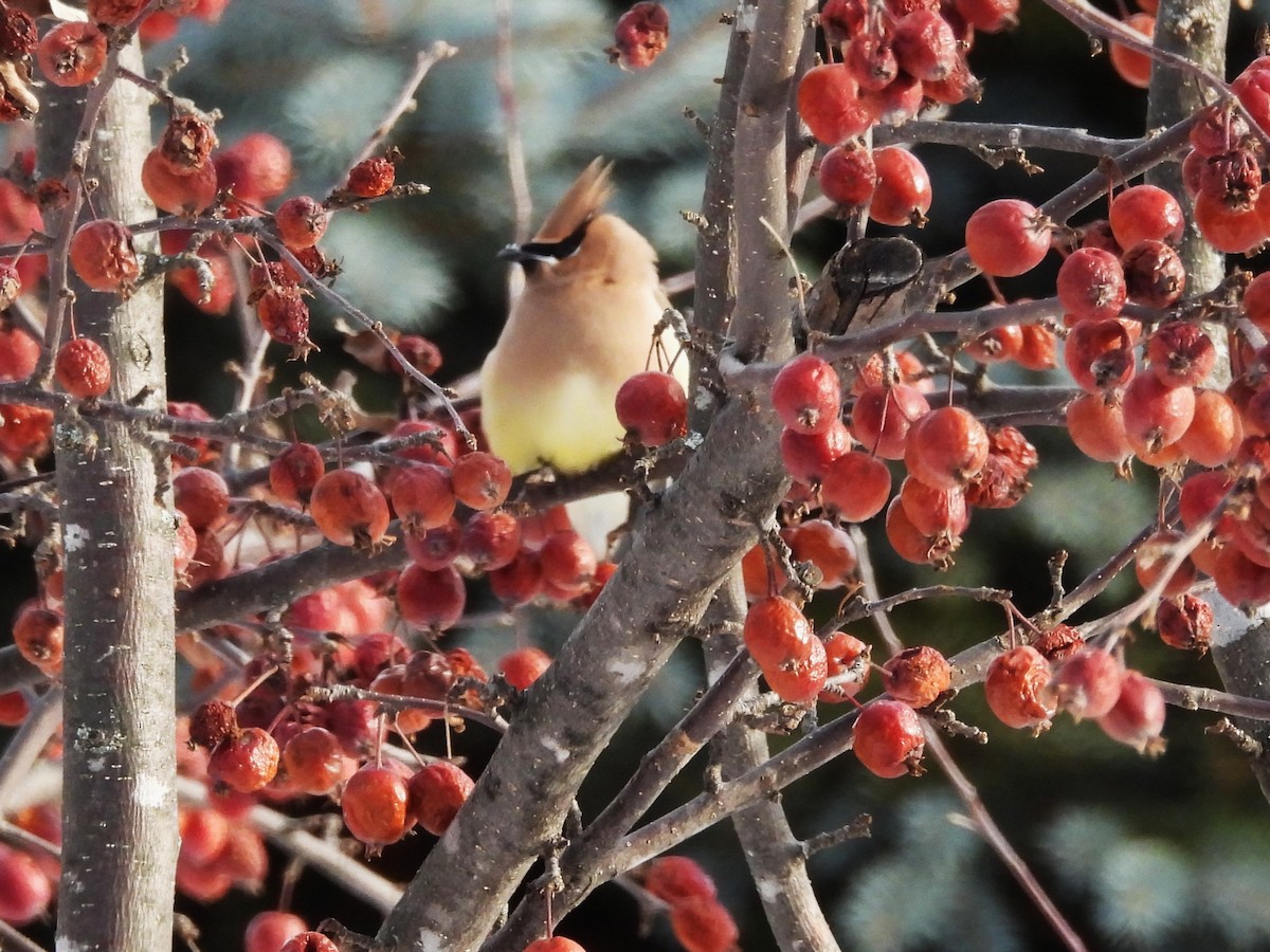 brkoslav americký - ML646878353