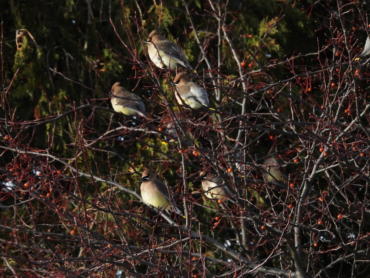 brkoslav americký - ML646878354