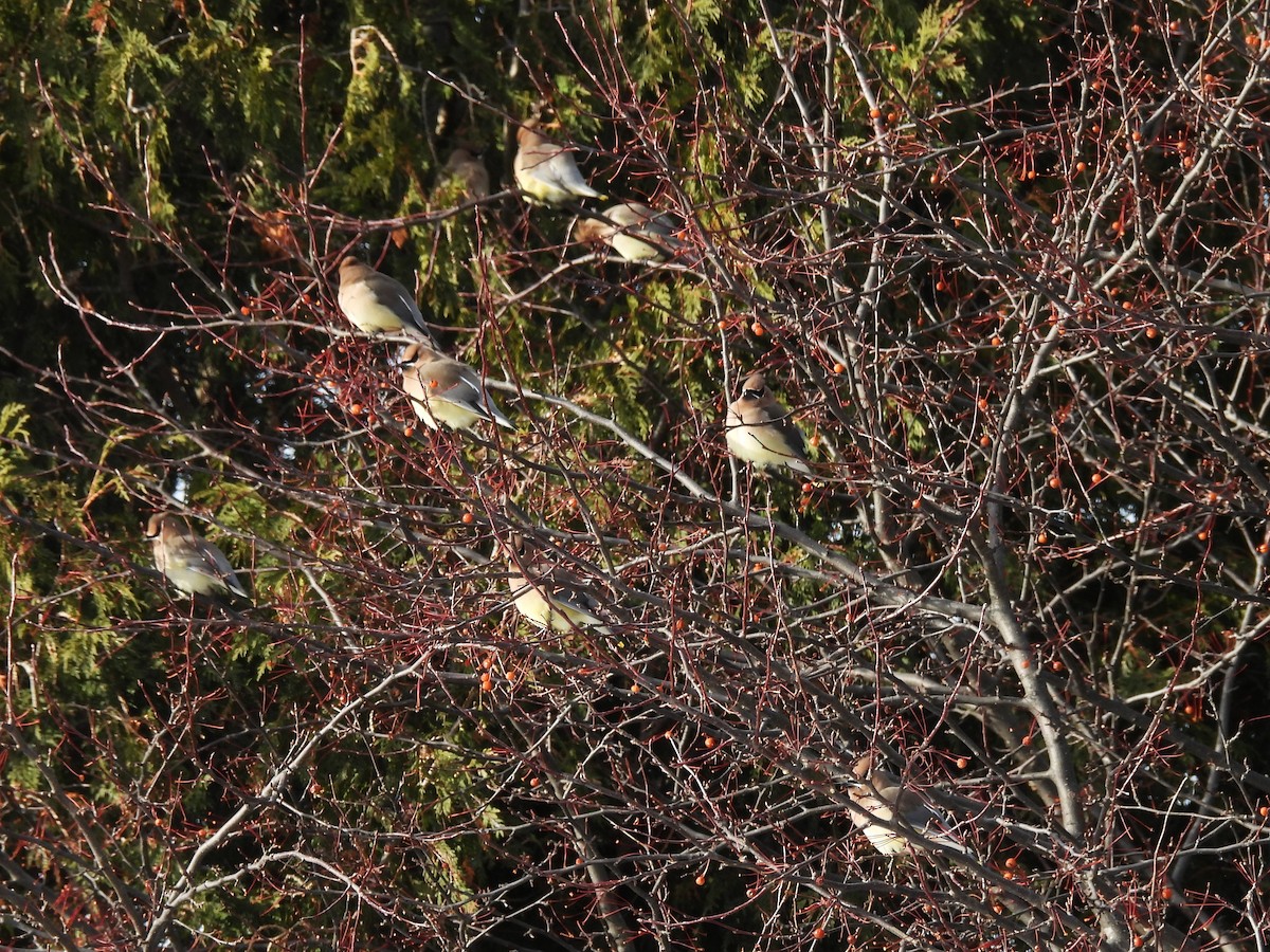 brkoslav americký - ML646878355