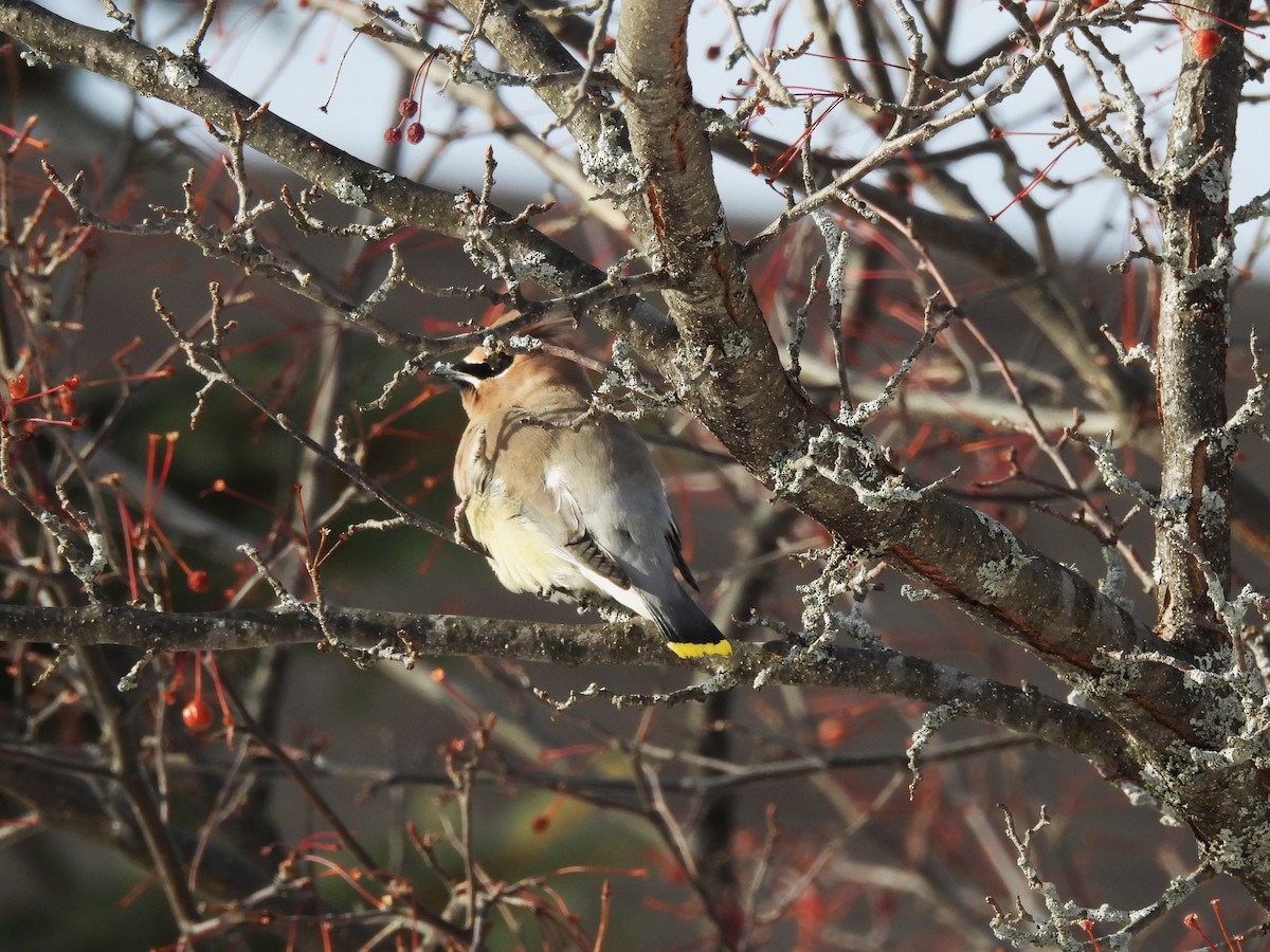 brkoslav americký - ML646878356