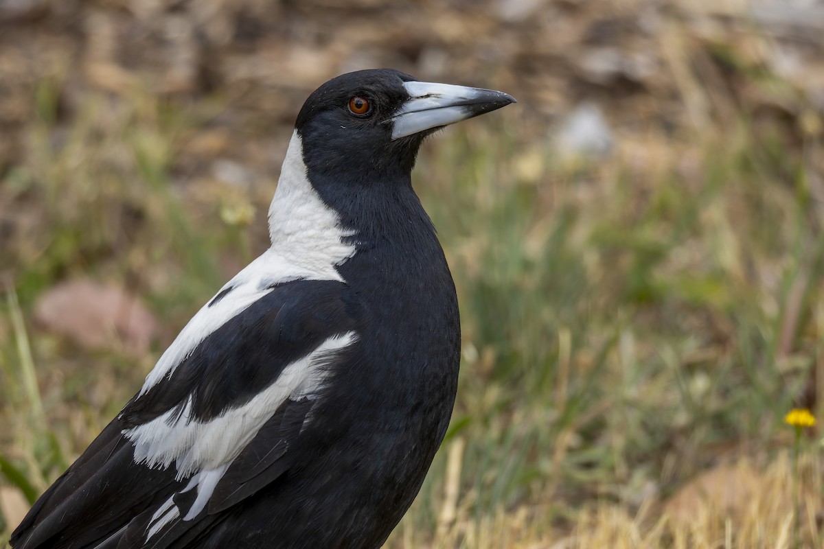 flétňák australský - ML646878358