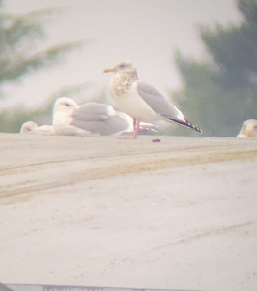 racek americký - ML646878360