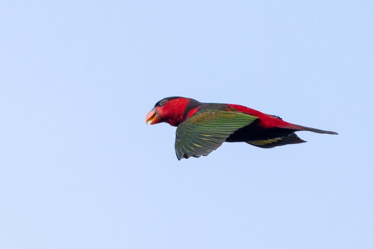 lori novoguinejský - ML646878363