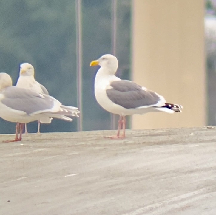 racek západní - ML646878364