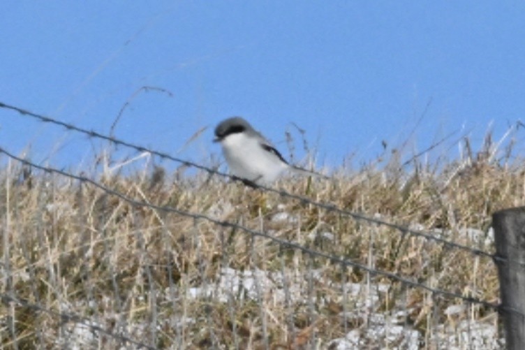 ťuhýk americký - ML646878365