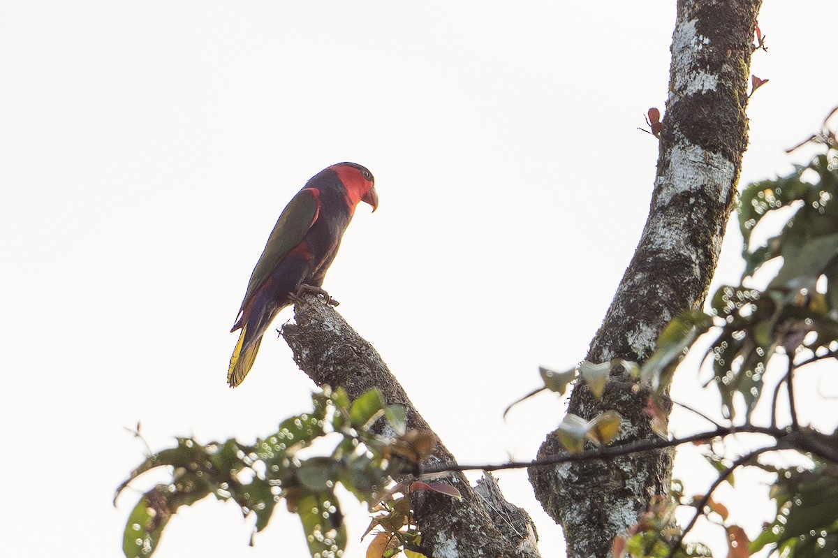 lori novoguinejský - ML646878366