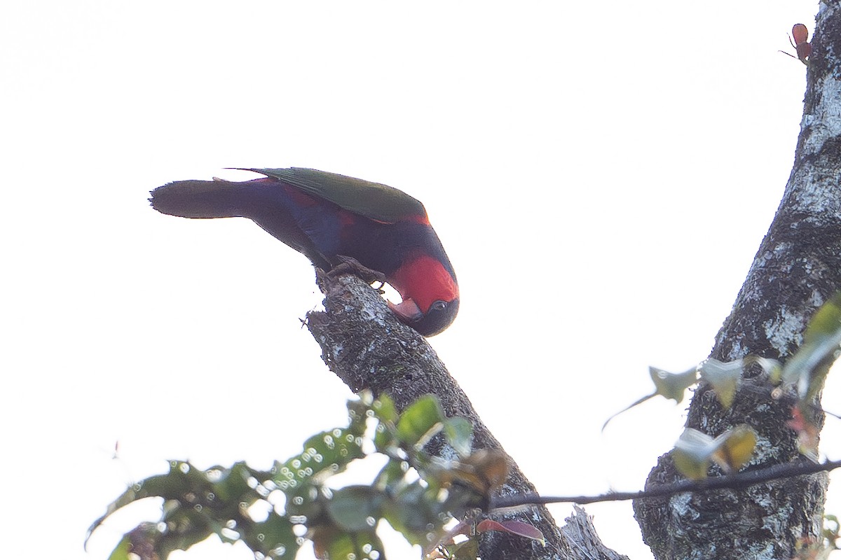 lori novoguinejský - ML646878367