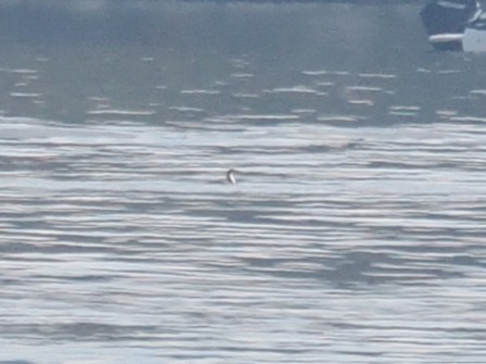 Pazifikoko aliota - ML646878368