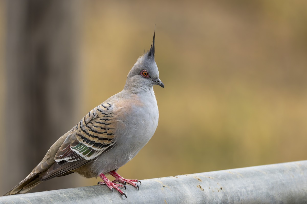 holub chocholatý - ML646878369