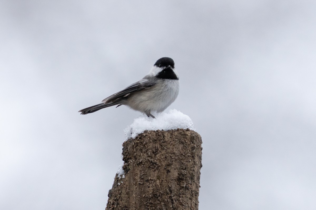 sýkora černohlavá - ML646878370