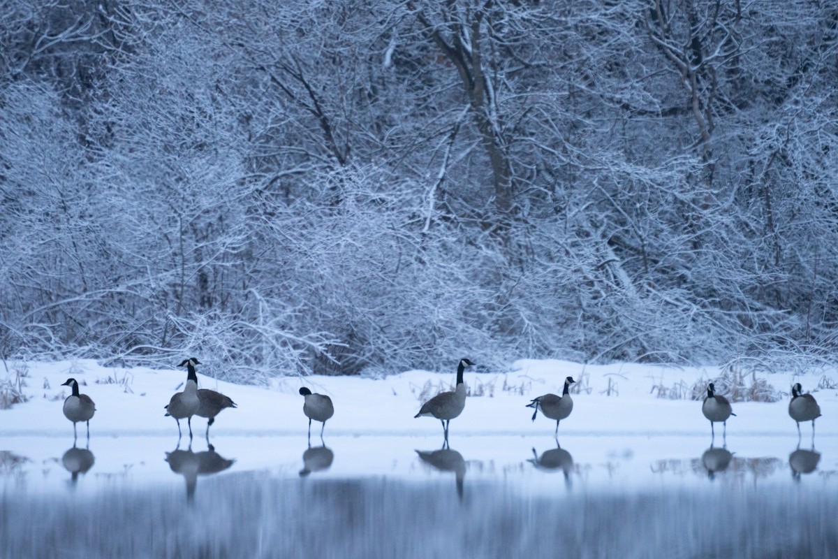 berneška velká - ML646878371