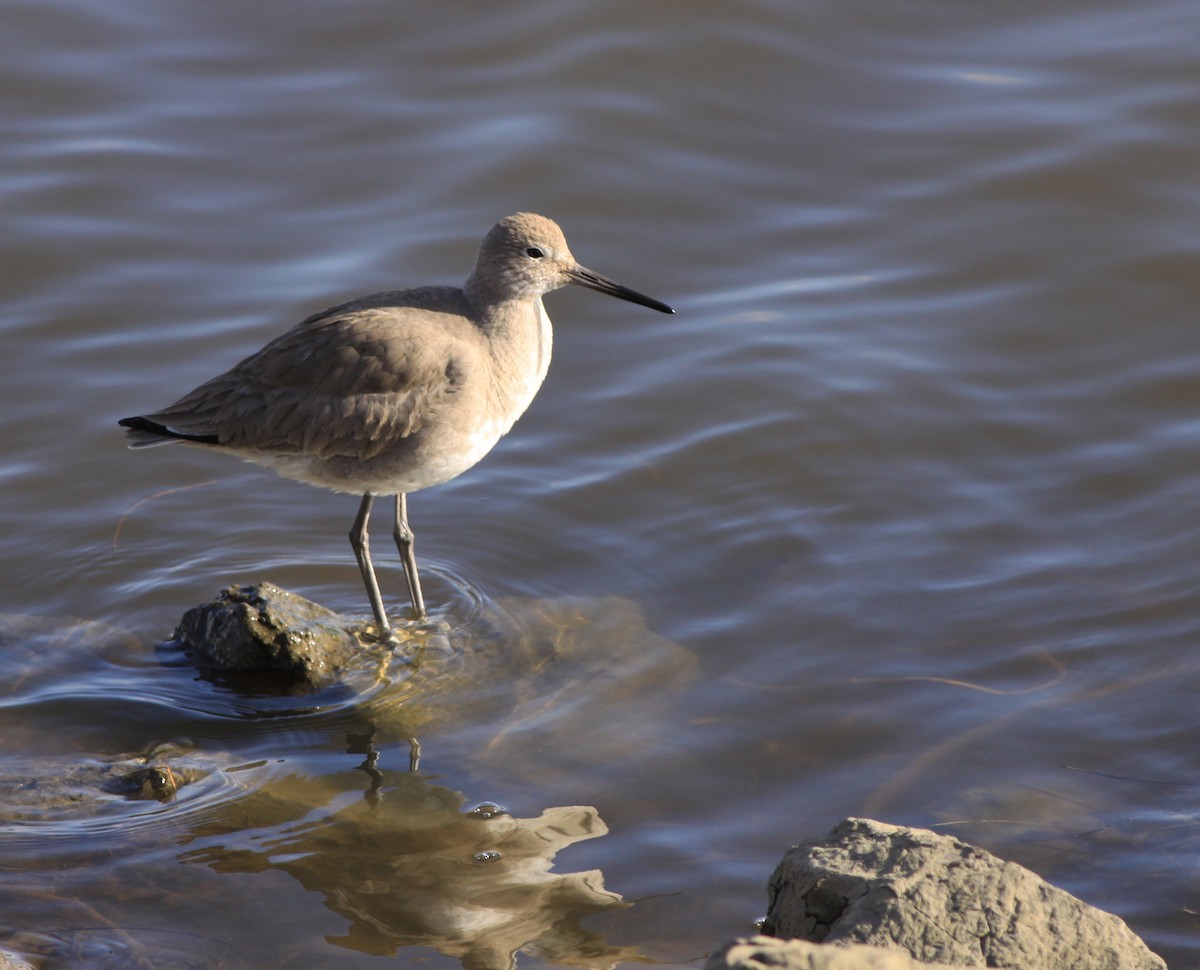 vodouš břehoušovitý - ML646878372