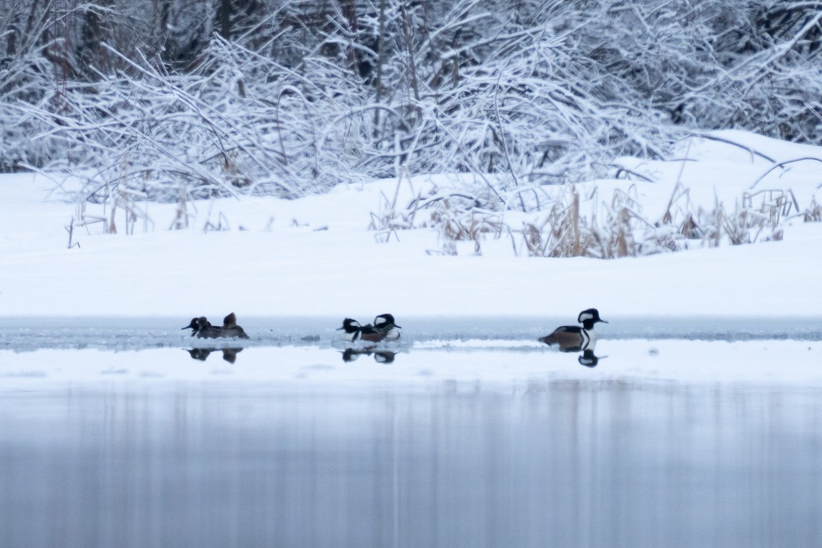 morčák chocholatý - ML646878373