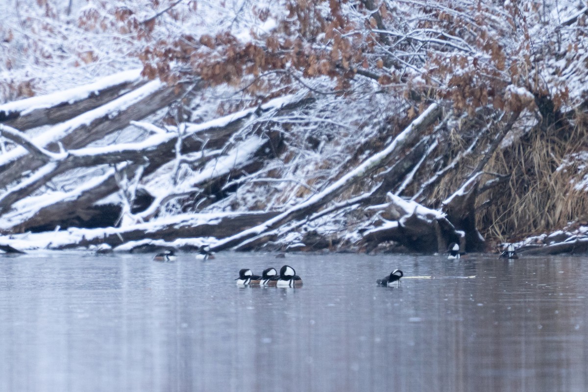 morčák chocholatý - ML646878374