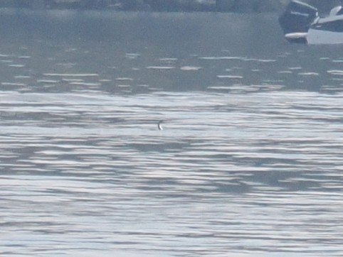 Pazifikoko aliota - ML646878375