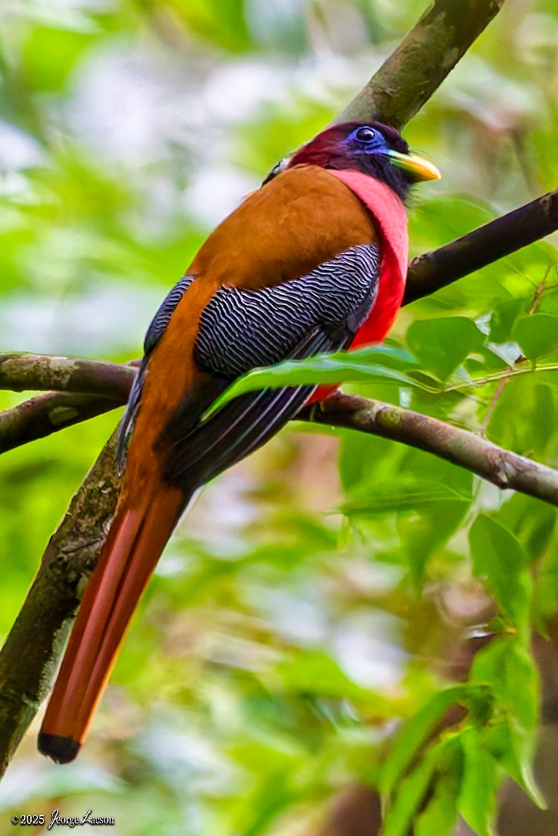 trogon filipínský - ML646878377