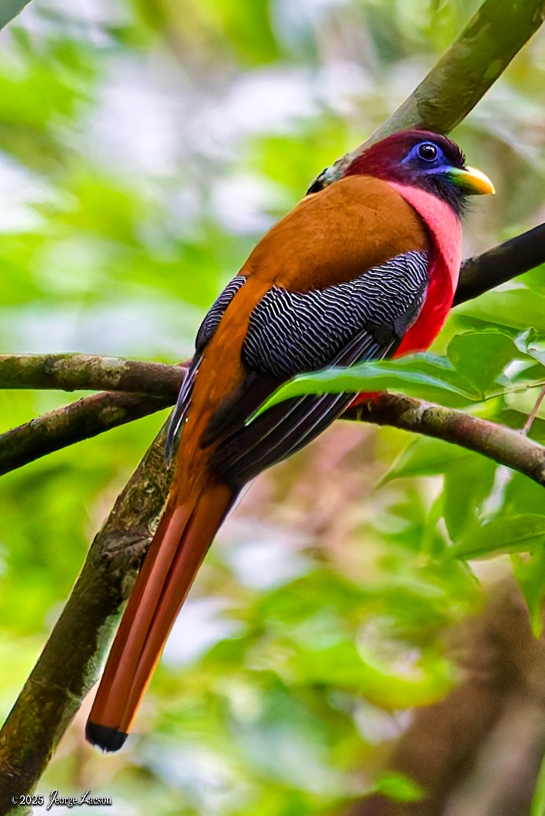 trogon filipínský - ML646878378