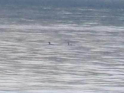 Pazifikoko aliota - ML646878379