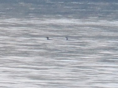 Pazifikoko aliota - ML646878385