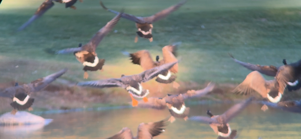 Oca granaiola della tundra - ML646878388