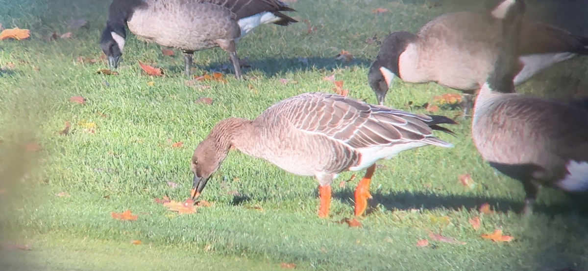 Oca granaiola della tundra - ML646878389