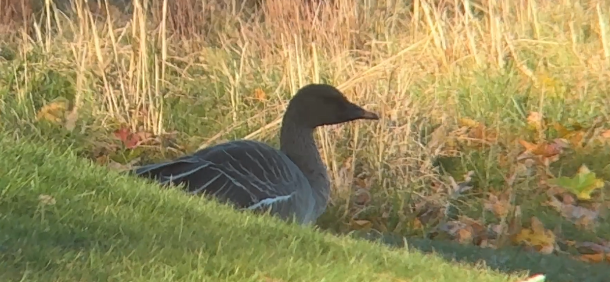 Oca granaiola della tundra - ML646878391