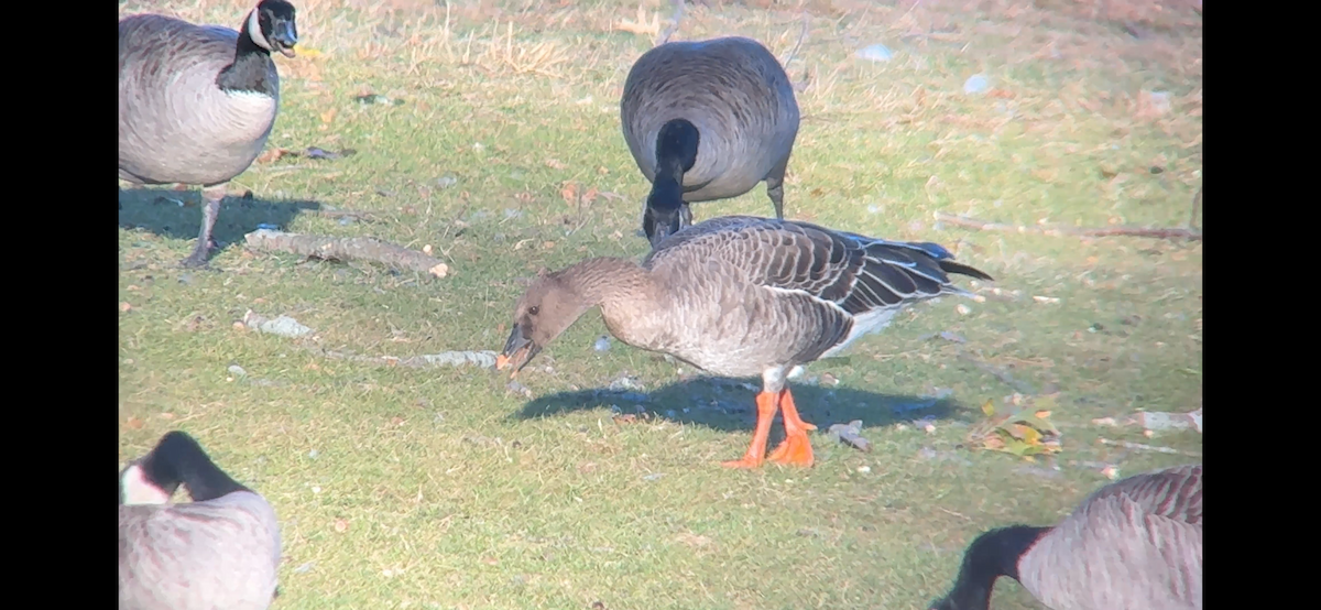 Oca granaiola della tundra - ML646878392