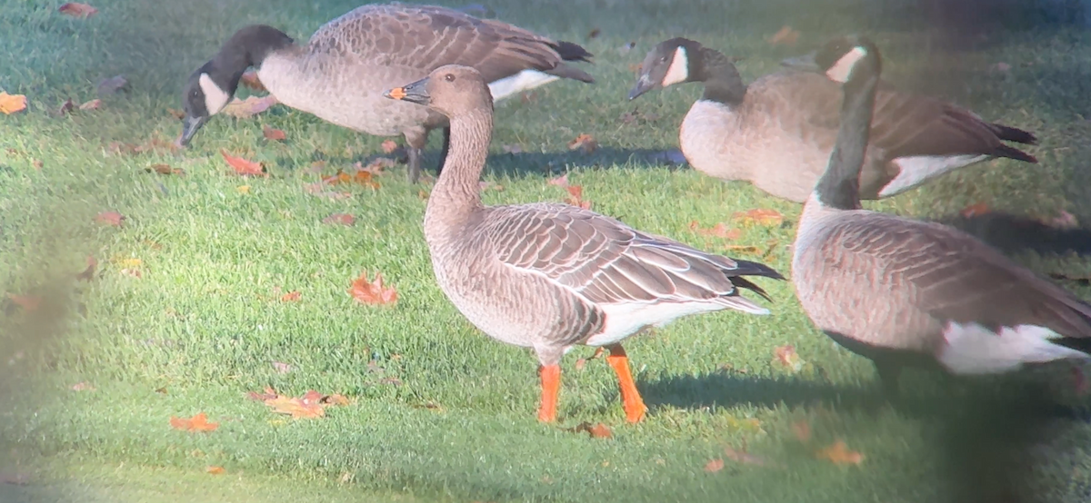 Oca granaiola della tundra - ML646878393