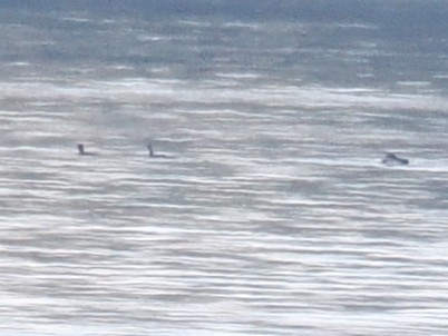 Pazifikoko aliota - ML646878396