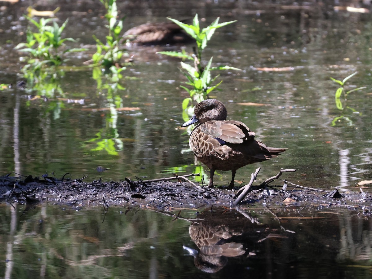 Gray Teal - ML646878397