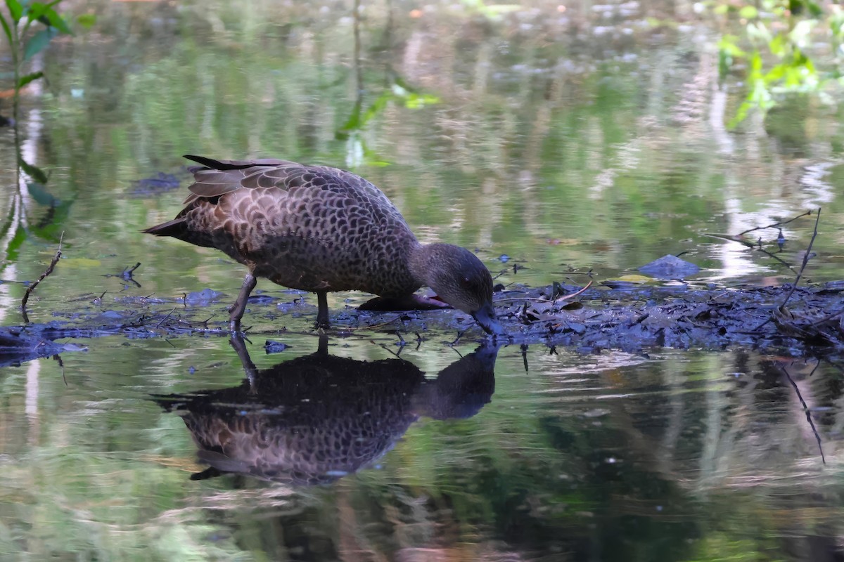 Gray Teal - ML646878398