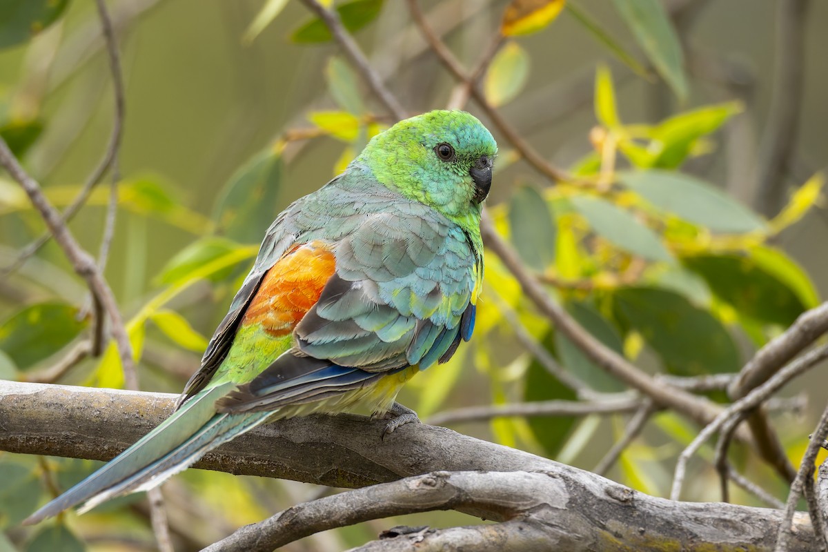 Red-rumped Parrot - ML646878401