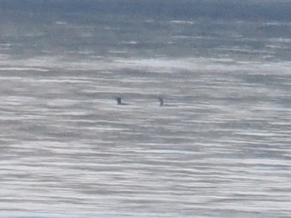 Pazifikoko aliota - ML646878402