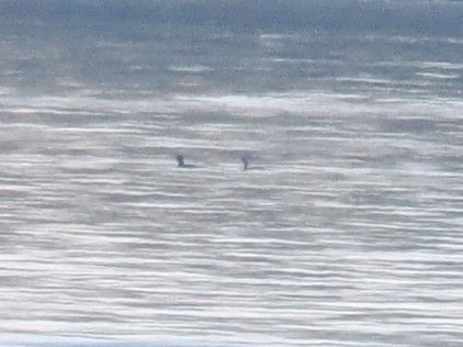 Pazifikoko aliota - ML646878404